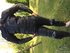 Alpinestars alpinestars  (m) 