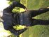 Alpinestars alpinestars  (m) 