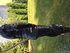 Alpinestars alpinestars  (m) 