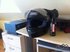 Shoei Shoei Raid II  (S) 