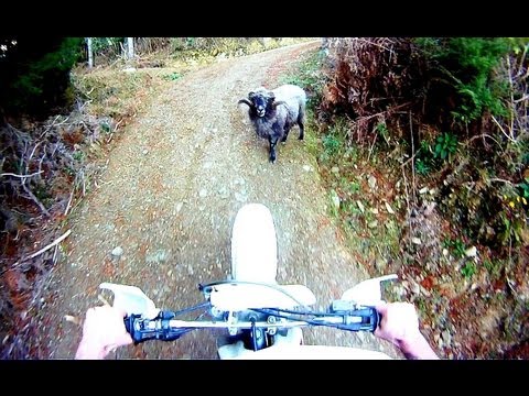 Angry ram attacks motorcyclist - Original - As seen on CNN world news