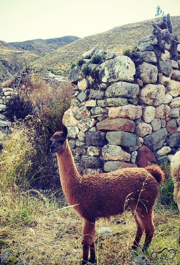 alpakos Peru Anduose