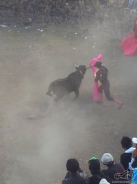 corrida de toros/Coporaque