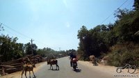 Pas juos be plytų dar ir karvės keliuose ganosi :) Nėro tokio supratimo kaip aptvaras, karvės pačios sau šeiminkės :) Kelionės ir poilsis Vietnamas - virš 3000 km. per šalį ant dviejų ratų. 1970 Pas juos be plytų dar ir karvės keliuose ganosi :) Nėro tokio supratimo kaip aptvaras, karvės pačios sau šeiminkės :)