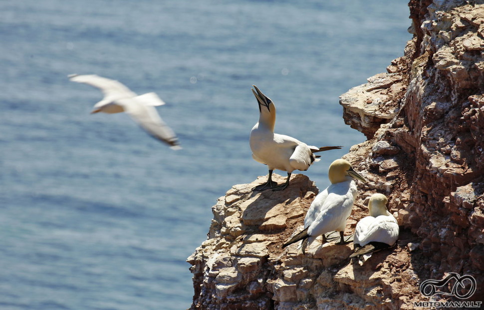 Gannets'ai, gal kas žino Lietuvišką pavadinimą?