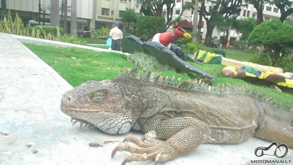 Guayaquil iguanu parkas
