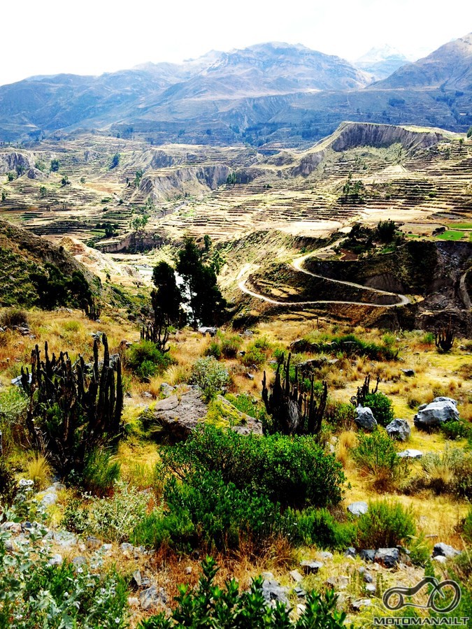 laukinis Colca slenis/Coporaque