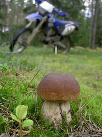 miško karalius