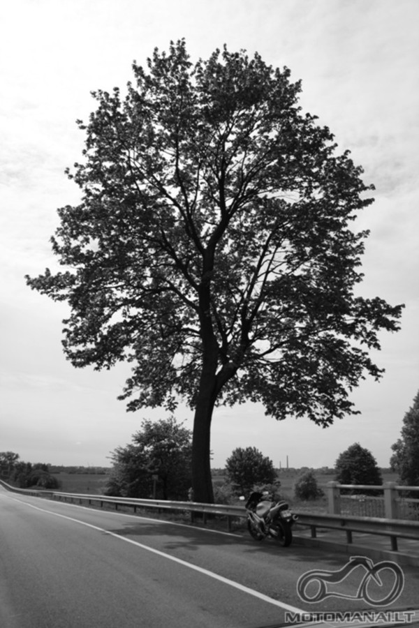 gyvenimas po klevu (nors kazin)