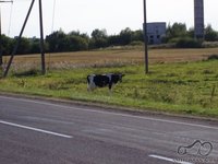 Kauno motomanai: Pasivėžinimų ir pasisėdėjimų tema. kovo 2 d. (antradienį) 19.00 užeigoje -Aitvaras- Kauno motomanai Kauno motociklininkų būrelis. Funikas valdo :) 1970 Kauno motomanai: Pasivėžinimų ir pasisėdėjimų tema. kovo 2 d. (antradienį) 19.00 užeigoje -Aitvaras-