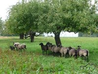Kauno motomanai: Pasivėžinimų ir pasisėdėjimų tema. kovo 2 d. (antradienį) 19.00 užeigoje -Aitvaras- Kauno motomanai Kauno motociklininkų būrelis. Funikas valdo :) 1970 Kauno motomanai: Pasivėžinimų ir pasisėdėjimų tema. kovo 2 d. (antradienį) 19.00 užeigoje -Aitvaras-