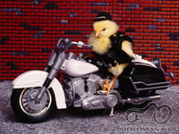 Moto pasivažinėjimai Klaipedoje(h);)