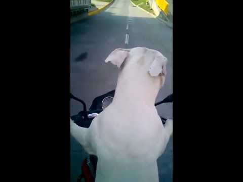 Dog driving a motorcycle