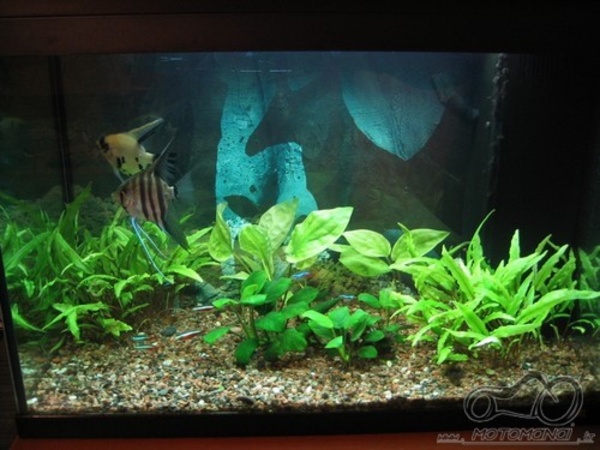 Akvariumas namie - ramybės įsikūnijimas...