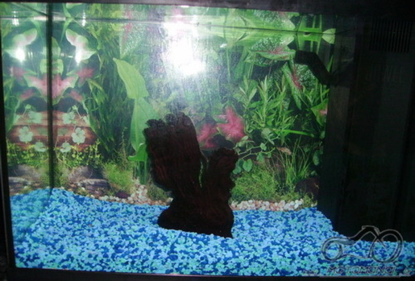 Akvariumas namie - ramybės įsikūnijimas...