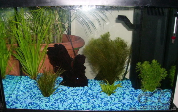 Akvariumas namie - ramybės įsikūnijimas...