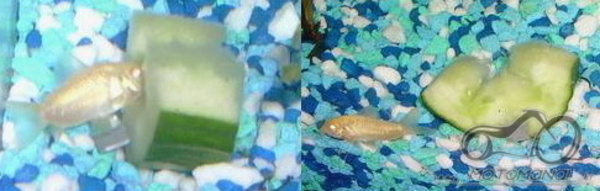 Akvariumas namie - ramybės įsikūnijimas...