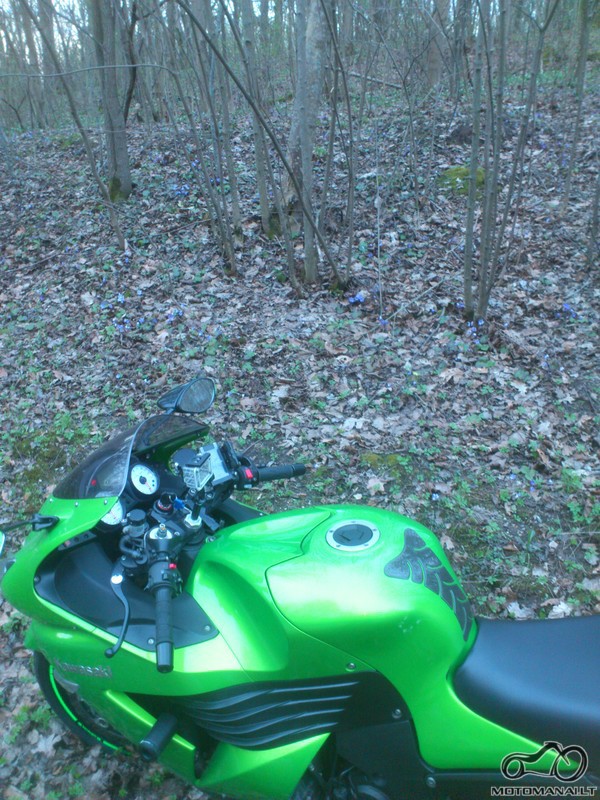 motociklas prie zydinciu zibuciu (nenuskintu, o auganciu pamiskeje).