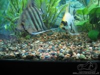 Akvariumas namie - ramybės įsikūnijimas...