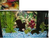 Akvariumas namie - ramybės įsikūnijimas...