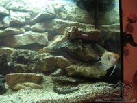 Akvariumas namie - ramybės įsikūnijimas...