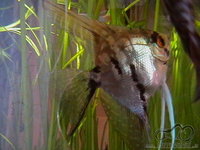 Akvariumas namie - ramybės įsikūnijimas...