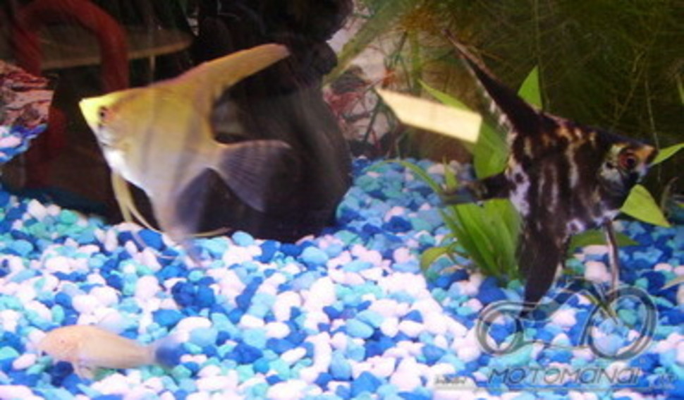 Akvariumas namie - ramybės įsikūnijimas...