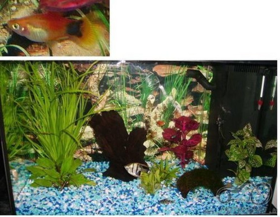 Akvariumas namie - ramybės įsikūnijimas...
