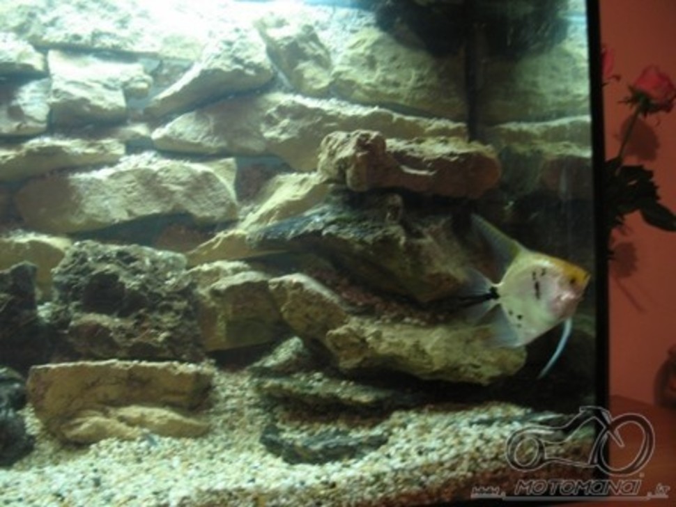 Akvariumas namie - ramybės įsikūnijimas...