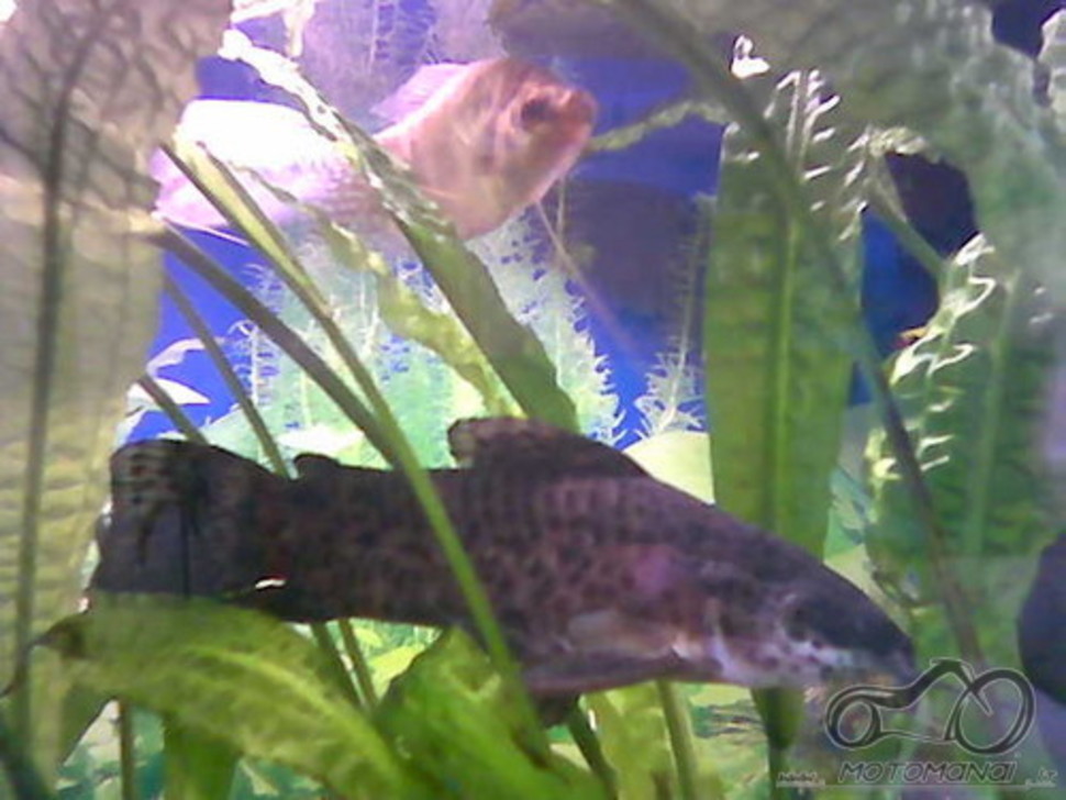 Akvariumas namie - ramybės įsikūnijimas...