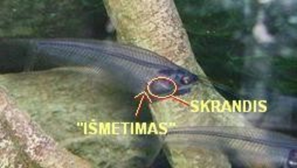 Akvariumas namie - ramybės įsikūnijimas...