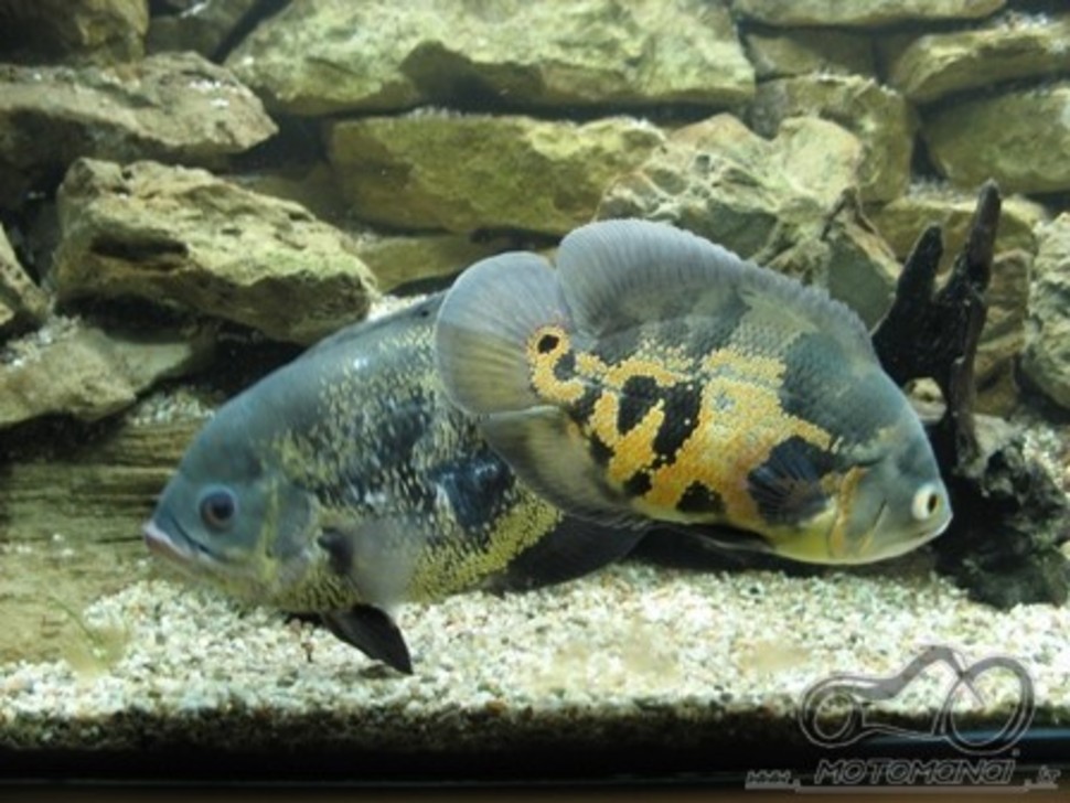 Akvariumas namie - ramybės įsikūnijimas...