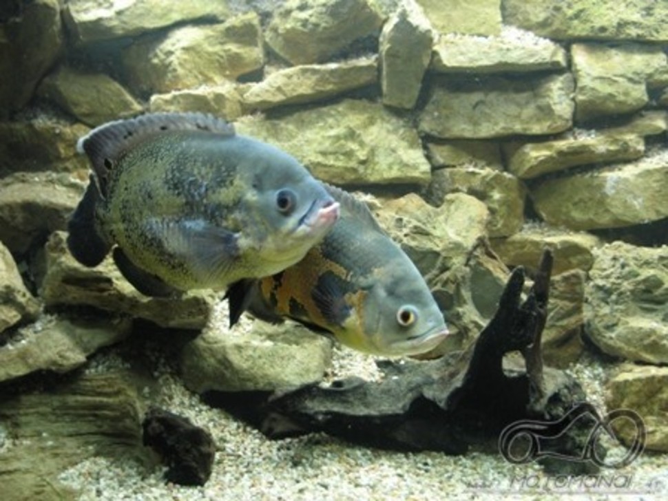 Akvariumas namie - ramybės įsikūnijimas...