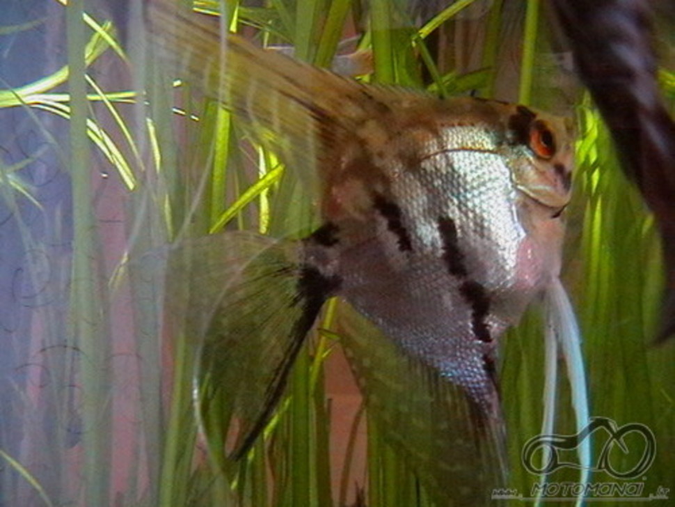 Akvariumas namie - ramybės įsikūnijimas...