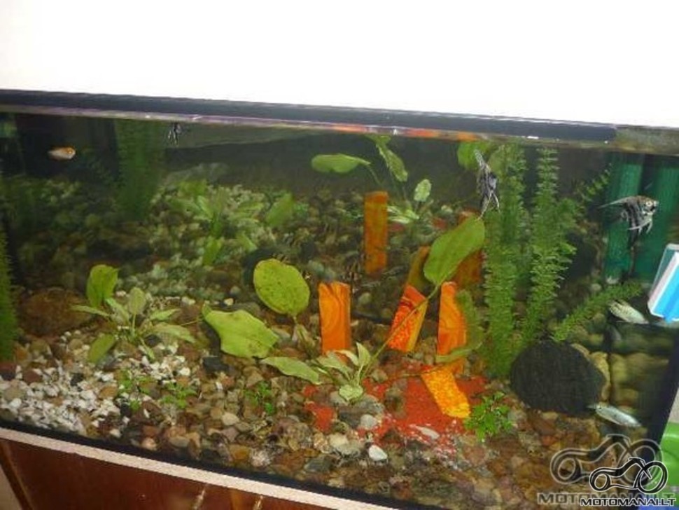 Akvariumas namie - ramybės įsikūnijimas...
