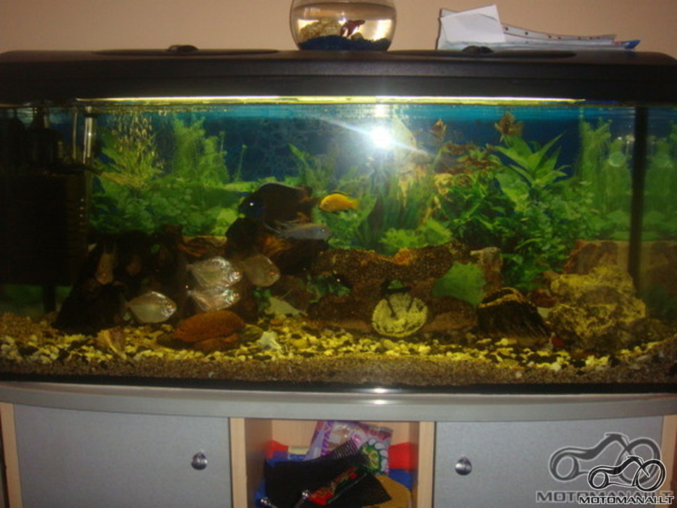 Akvariumas namie - ramybės įsikūnijimas...