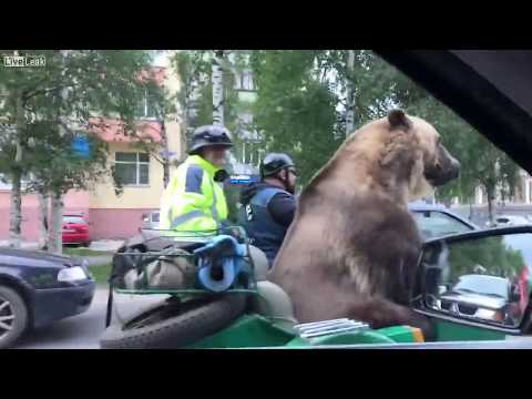 Медведь в мотоцикле, едет по Архангельску