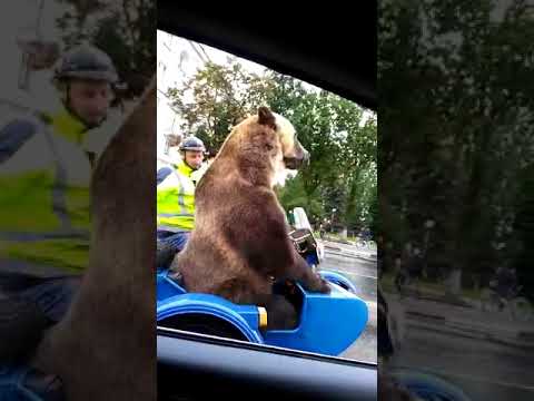 Медведь едет на мотоцикле по улицам города. Прикол.