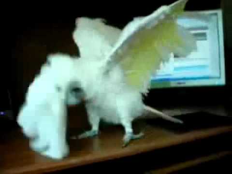 DEATH METAL PARROT